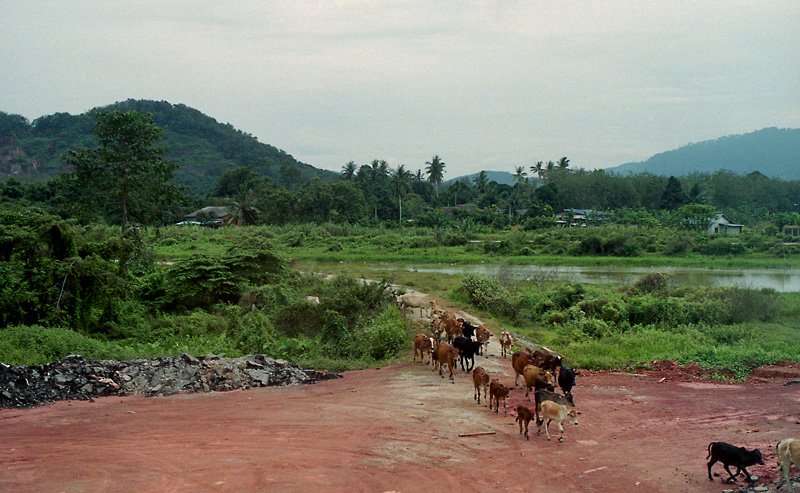 ythai1402